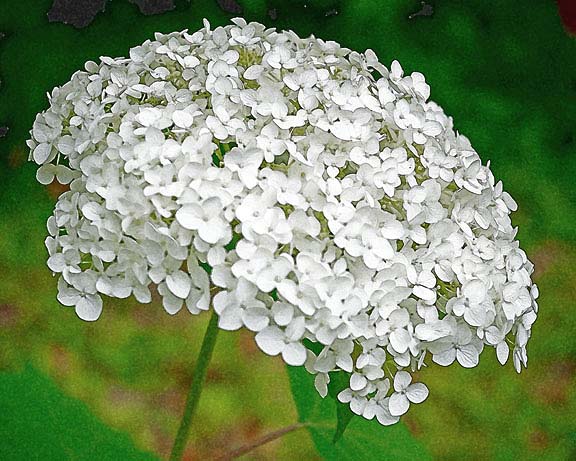 芦屋プラン株式会社 宇治市植物公園